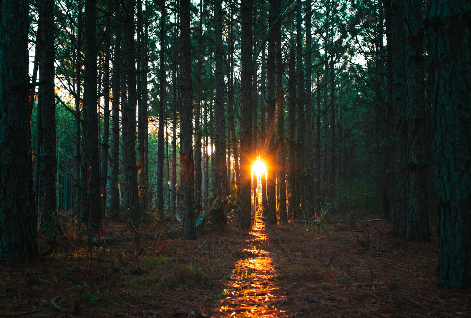 sun rays coming through trees